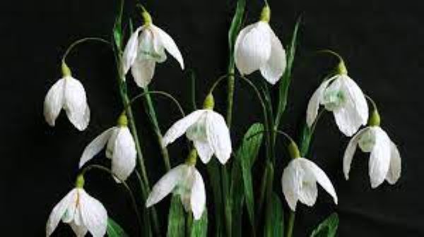 Snowdrops